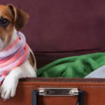 dicas para viajar com o pet